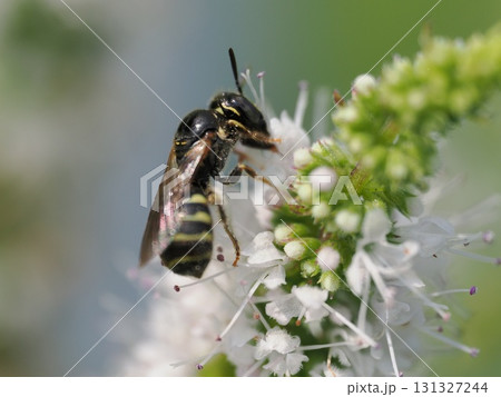 ミント系の花の蜜を吸う小さな黒いハチ 131327244