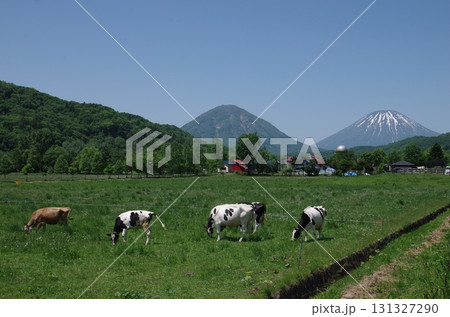 初夏の羊蹄山と牧場の牛 初夏の羊蹄山と牧場の牛 131327290