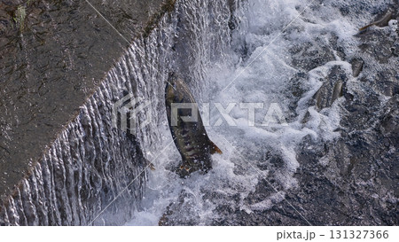 サケ　遡上　跳ねる 131327366