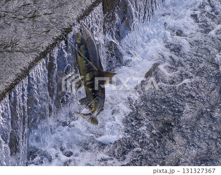 サケ　遡上　跳ねる 131327367