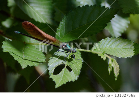 ニホンカワトンボ　橙色 131327368