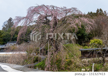鹿野 弾正糸桜 鹿野 弾正糸桜 131327413