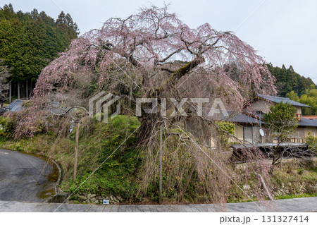 鹿野　弾正糸桜 131327414