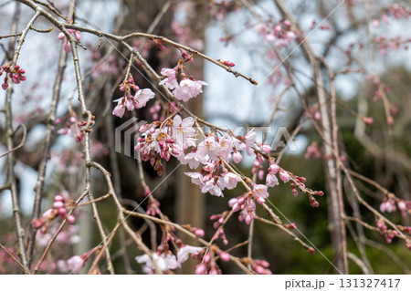鹿野　弾正糸桜 131327417
