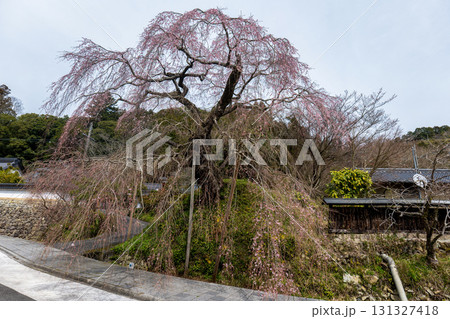 鹿野　弾正糸桜 131327418