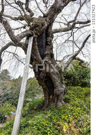 鹿野　弾正糸桜 131327423