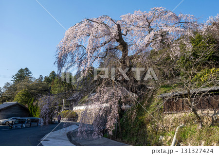 鹿野 弾正糸桜 鹿野 弾正糸桜 131327424