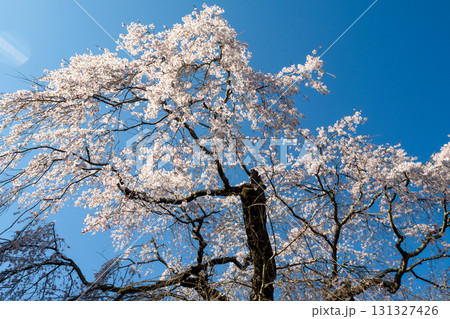 鹿野　弾正糸桜 131327426