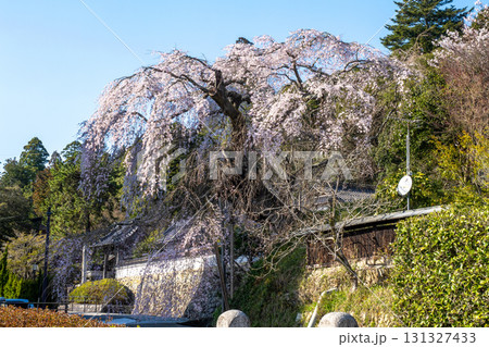 鹿野　弾正糸桜 131327433