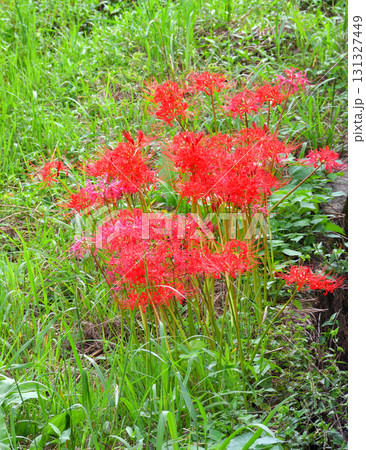 彼岸花、ヒガンバナ 彼岸花、ヒガンバナ 131327449