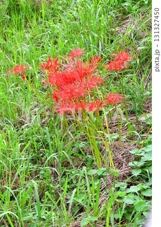 彼岸花、ヒガンバナ 彼岸花、ヒガンバナ 131327450