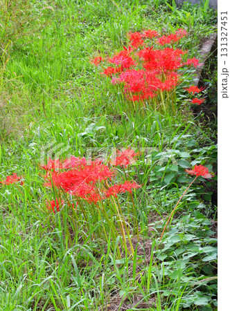 彼岸花、ヒガンバナ 彼岸花、ヒガンバナ 131327451