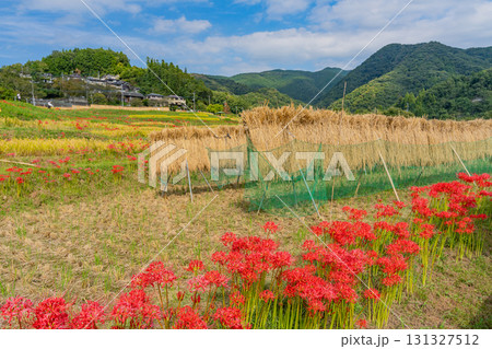 【埼玉県】実りの秋、ハザ掛けが進んだ秩父の寺坂棚田 【埼玉県】実りの秋、ハザ掛けが進んだ秩父の寺坂棚田 131327512