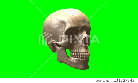 Photorealistic Human Skull on Green Screen 131327545