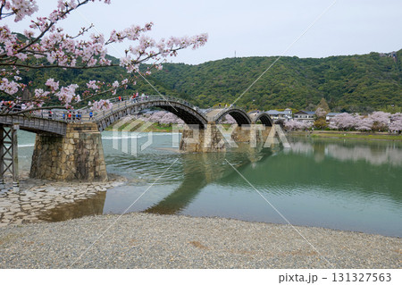 岩国 錦帯橋の桜 岩国 錦帯橋の桜 131327563