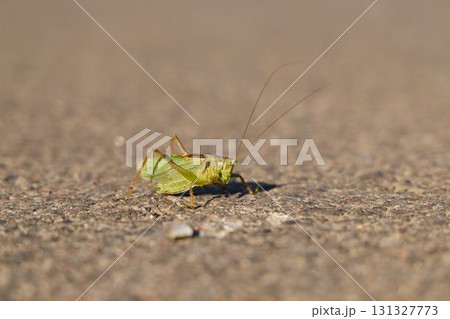 A Beautiful Green Grasshopper Resting on a Sunlit Surface, Rejuvenating in Daylight A Beautiful Green Grasshopper Resting on a Sunlit Surface, Rejuvenating in Daylight 131327773