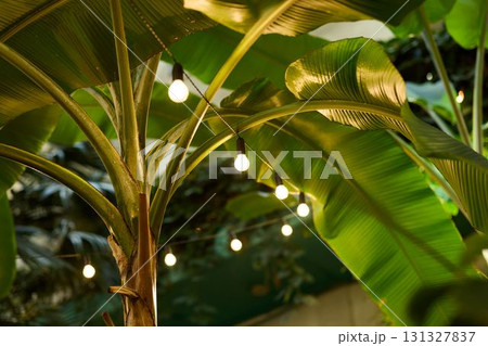 Enjoy the Lush Greenery with Beautiful String Lights for a Cozy and Inviting Atmosphere 131327837