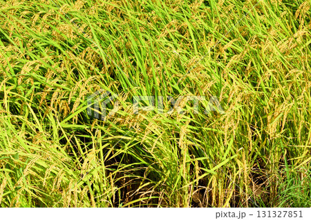 初秋の稲穂 131327851