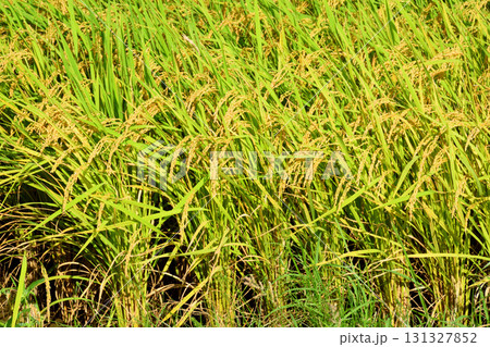 初秋の稲穂 初秋の稲穂 131327852