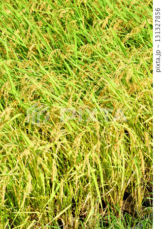 初秋の稲穂 初秋の稲穂 131327856