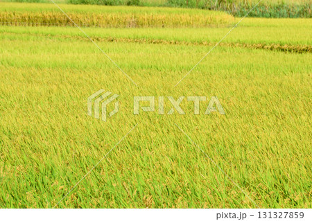初秋の稲穂 131327859