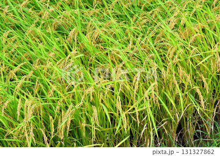 初秋の稲穂 131327862