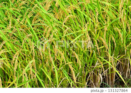 初秋の稲穂 131327864