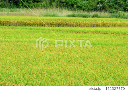 初秋の稲穂 131327870
