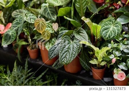 Explore Our Stunning and Vibrant Collection of Indoor Plants Elegantly Arranged in Pots Explore Our Stunning and Vibrant Collection of Indoor Plants Elegantly Arranged in Pots 131327873