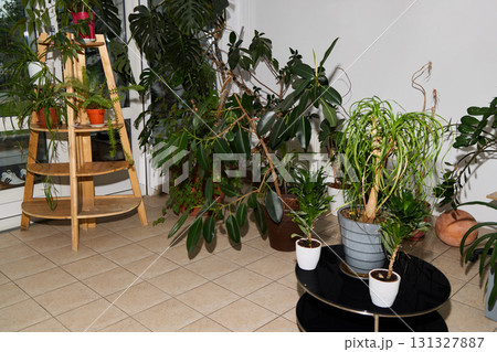 Indoor Plant Haven A Lush Greenscape Offering Serenity and Beauty to Your Space 131327887