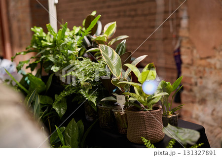 Explore a Beautiful, Lush Collection of Indoor Plants Nestled in Natural Pots for Your Space 131327891