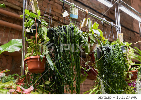 Charming and Lush Hanging Plants Beautifully Arranged in a Modern Urban Greenhouse Setting Charming and Lush Hanging Plants Beautifully Arranged in a Modern Urban Greenhouse Setting 131327946