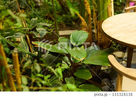 Enjoy the Lush Greenery Combined with a Beautiful Table in a Captivating Natural Setting Enjoy the Lush Greenery Combined with a Beautiful Table in a Captivating Natural Setting 131328138