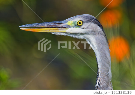 秋のアオサギ、顔アップ 131328139