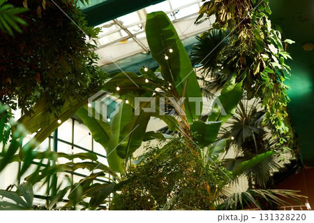 Experience the beauty of lush indoor tropical plants complemented by vibrant natural lighting 131328220