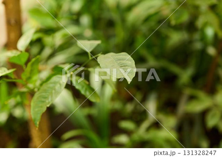 Closeup of lush green leaves in a vibrant tropical setting, highlighting natures beauty Closeup of lush green leaves in a vibrant tropical setting, highlighting natures beauty 131328247