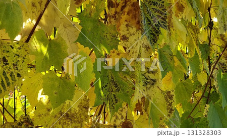 Yellow Leaves Of Wild Grape In The Garden 131328303