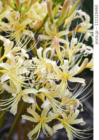 シロバナマンジュシャゲ(白花曼珠沙華) シロバナマンジュシャゲ(白花曼珠沙華) 131328460