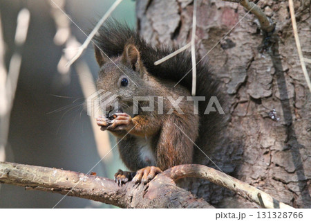 エゾリス 蝦夷リス 北海道の野生動物 エゾリス 蝦夷リス 北海道の野生動物 131328766