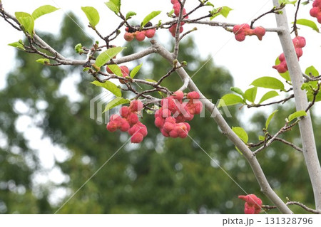 真っ赤に色づいたコブシの実 131328796