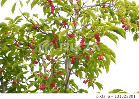 真っ赤に色づいたコブシの実 真っ赤に色づいたコブシの実 131328801