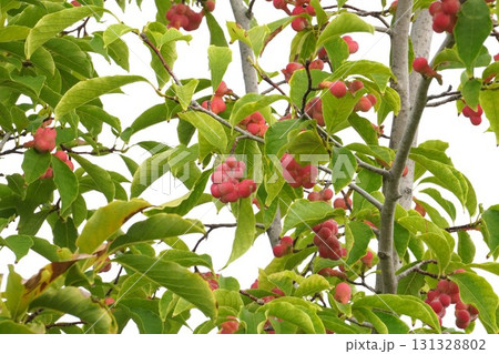 真っ赤に色づいたコブシの実 真っ赤に色づいたコブシの実 131328802