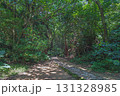 沖縄 斎場御嶽 密林の中の遊歩道 131328985