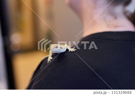 A charming Bearded Dragon comfortably perched on my shoulder, exuding adorable affection and warmth 131329088