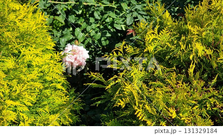 Beautiful Botanical Shot, Natural Wallpaper Beautiful Botanical Shot, Natural Wallpaper 131329184