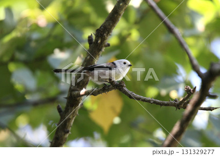 シマエナガ　しまえなが　雪の妖精　●▲●　北海道野鳥　 131329277