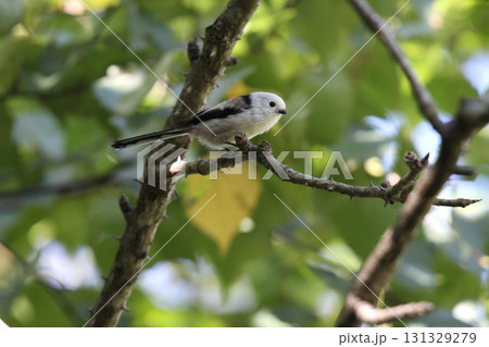 シマエナガ しまえなが 雪の妖精 ●▲● 北海道野鳥 シマエナガ しまえなが 雪の妖精 ●▲● 北海道野鳥 131329279