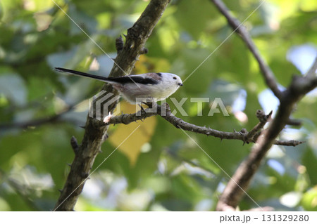 シマエナガ　しまえなが　雪の妖精　●▲●　北海道野鳥　 131329280