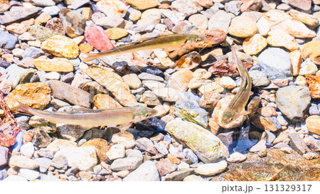 鮎 ( アユ 川魚 )が 渓流 を 泳いでいる 【 自然 の 恵 】 鮎 ( アユ 川魚 )が 渓流 を 泳いでいる 【 自然 の 恵 】 131329317