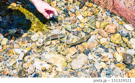 鮎 （ アユ 川魚 ）が 渓流 を 泳いでいる 【 自然 の 恵 】 131329321